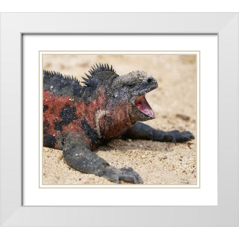 Ecuador, Galapagos Islands A marine iguana White Modern Wood Framed Art Print with Double Matting by Kaveney, Wendy