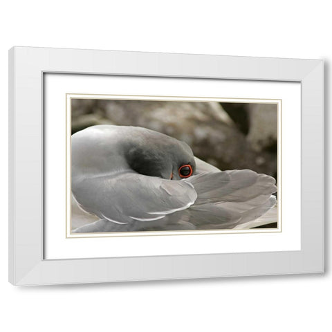 Ecuador, Galapagos NP Swallow-tailed gull White Modern Wood Framed Art Print with Double Matting by Illg, Cathy and Gordon
