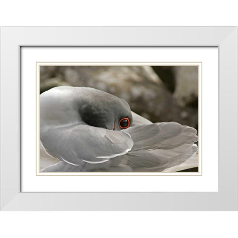 Ecuador, Galapagos NP Swallow-tailed gull White Modern Wood Framed Art Print with Double Matting by Illg, Cathy and Gordon