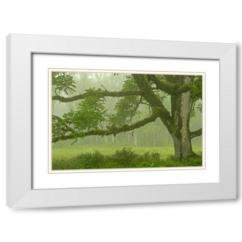 Ecuador, Santa Cruz Island Mossy tree and fog White Modern Wood Framed Art Print with Double Matting by Illg, Cathy and Gordon