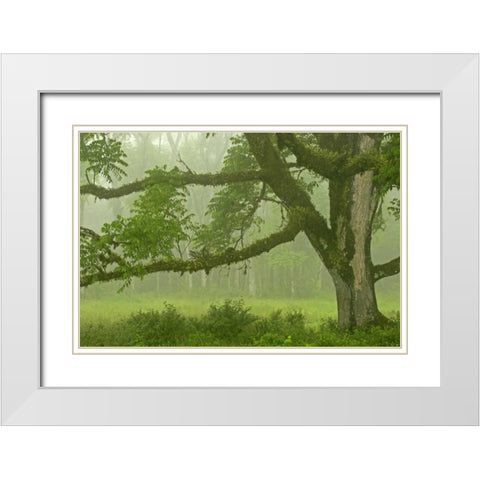Ecuador, Santa Cruz Island Mossy tree and fog White Modern Wood Framed Art Print with Double Matting by Illg, Cathy and Gordon