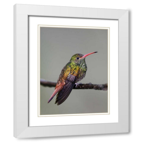 Ecuador Rufous-tailed hummingbird on limb White Modern Wood Framed Art Print with Double Matting by Morris, Arthur