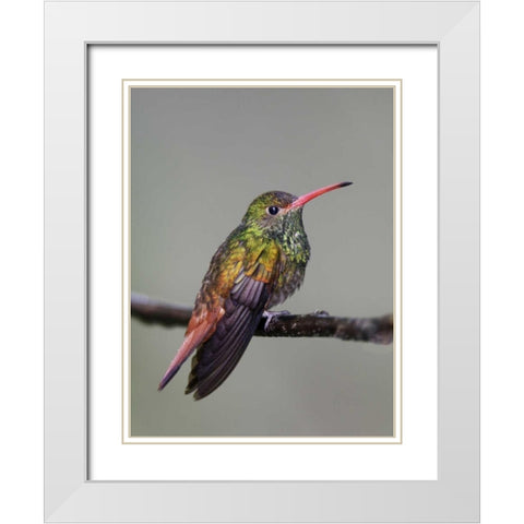 Ecuador Rufous-tailed hummingbird on limb White Modern Wood Framed Art Print with Double Matting by Morris, Arthur