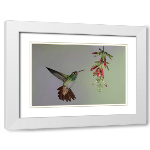 Ecuador,  Rufous-tailed hummingbird at flower White Modern Wood Framed Art Print with Double Matting by Morris, Arthur