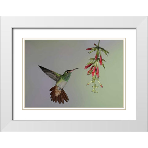Ecuador,  Rufous-tailed hummingbird at flower White Modern Wood Framed Art Print with Double Matting by Morris, Arthur