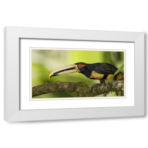 Ecuador, Los Bancos Pale-mandible aricari bird White Modern Wood Framed Art Print with Double Matting by Morris, Arthur