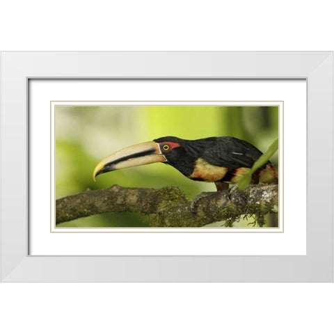 Ecuador, Los Bancos Pale-mandible aricari bird White Modern Wood Framed Art Print with Double Matting by Morris, Arthur