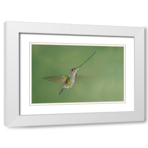 Ecuador, Guango Lodge Swordbilled hummingbird White Modern Wood Framed Art Print with Double Matting by Morris, Arthur