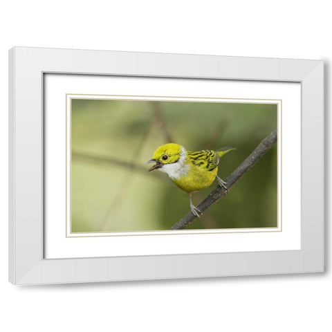 Ecuador, Los Bancos Silver-necked tanager White Modern Wood Framed Art Print with Double Matting by Morris, Arthur