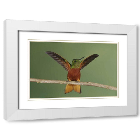 Ecuador Chestnut-breasted coronet displaying White Modern Wood Framed Art Print with Double Matting by Morris, Arthur