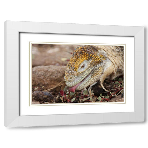 Ecuador, Galapagos Islands, Land iguana eating White Modern Wood Framed Art Print with Double Matting by Morris, Arthur