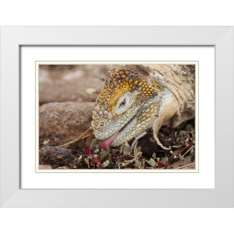 Ecuador, Galapagos Islands, Land iguana eating White Modern Wood Framed Art Print with Double Matting by Morris, Arthur