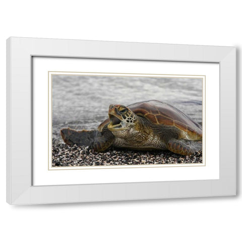 Ecuador, Galapagos, Young Pacific green turtle White Modern Wood Framed Art Print with Double Matting by Morris, Arthur