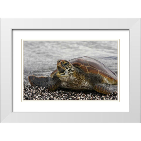 Ecuador, Galapagos, Young Pacific green turtle White Modern Wood Framed Art Print with Double Matting by Morris, Arthur