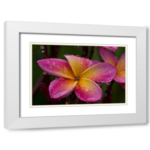 Ecuador, Napo Wildlife Center Plumeria flower White Modern Wood Framed Art Print with Double Matting by Williams, Joanne