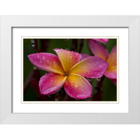 Ecuador, Napo Wildlife Center Plumeria flower White Modern Wood Framed Art Print with Double Matting by Williams, Joanne