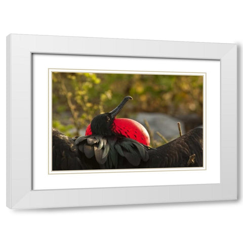 Ecuador, Galapagos NP Frigatebird displaying White Modern Wood Framed Art Print with Double Matting by Illg, Cathy and Gordon