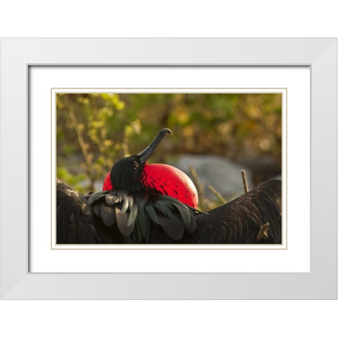 Ecuador, Galapagos NP Frigatebird displaying White Modern Wood Framed Art Print with Double Matting by Illg, Cathy and Gordon