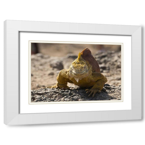 Ecuador, Galapagos, South Plaza Isl Land iguana White Modern Wood Framed Art Print with Double Matting by Illg, Cathy and Gordon