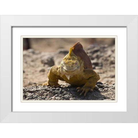 Ecuador, Galapagos, South Plaza Isl Land iguana White Modern Wood Framed Art Print with Double Matting by Illg, Cathy and Gordon