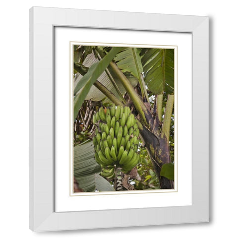 Ecuador Bananas growing wild in a cloud forest White Modern Wood Framed Art Print with Double Matting by Grall, Don