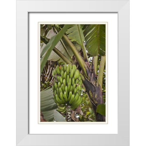 Ecuador Bananas growing wild in a cloud forest White Modern Wood Framed Art Print with Double Matting by Grall, Don
