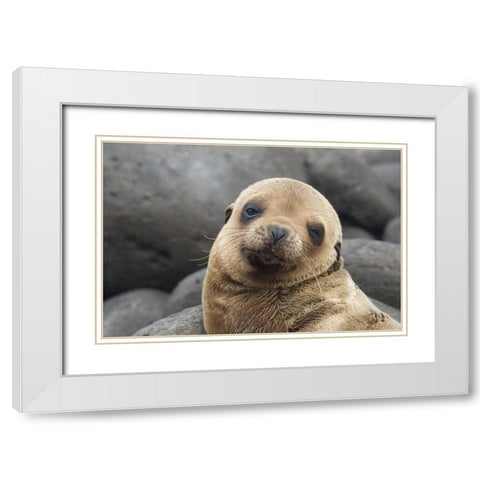 Ecuador, Galapagos Islands Sea lion pup White Modern Wood Framed Art Print with Double Matting by Bush, Marie