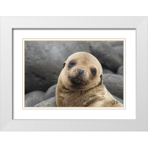 Ecuador, Galapagos Islands Sea lion pup White Modern Wood Framed Art Print with Double Matting by Bush, Marie