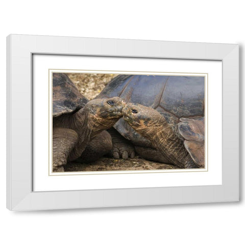 Ecuador, Galapagos Islands Giant male tortoises White Modern Wood Framed Art Print with Double Matting by Bush, Marie