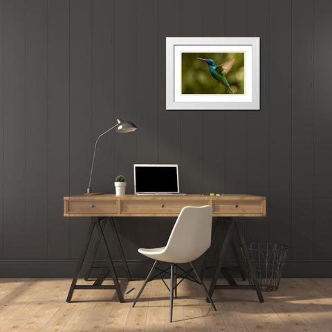 Ecuador, Galapagos, Nono Violet-ear hummingbird White Modern Wood Framed Art Print with Double Matting by Illg, Cathy and Gordon