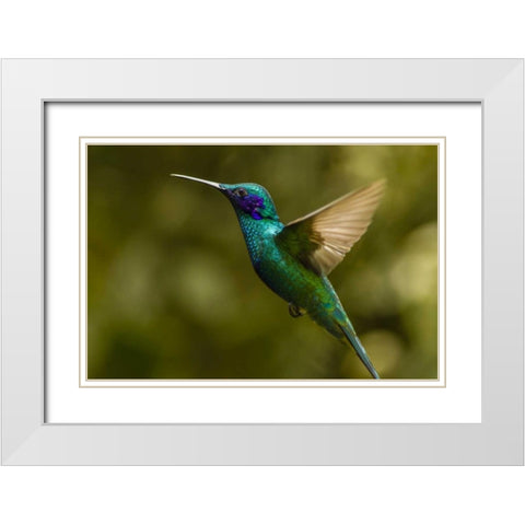 Ecuador, Galapagos, Nono Violet-ear hummingbird White Modern Wood Framed Art Print with Double Matting by Illg, Cathy and Gordon
