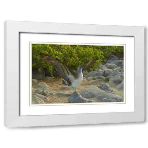 Ecuador, Galapagos, Blue-footed booby displaying White Modern Wood Framed Art Print with Double Matting by Illg, Cathy and Gordon
