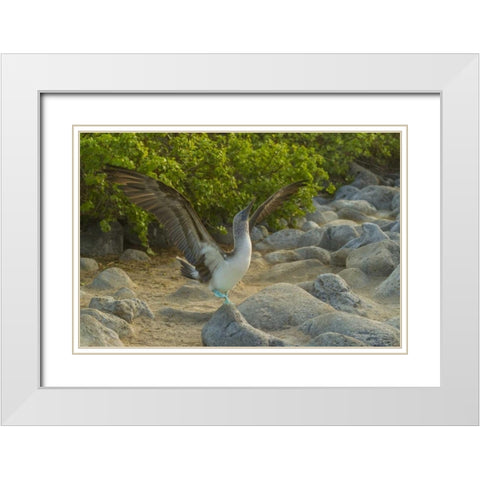 Ecuador, Galapagos, Blue-footed booby displaying White Modern Wood Framed Art Print with Double Matting by Illg, Cathy and Gordon