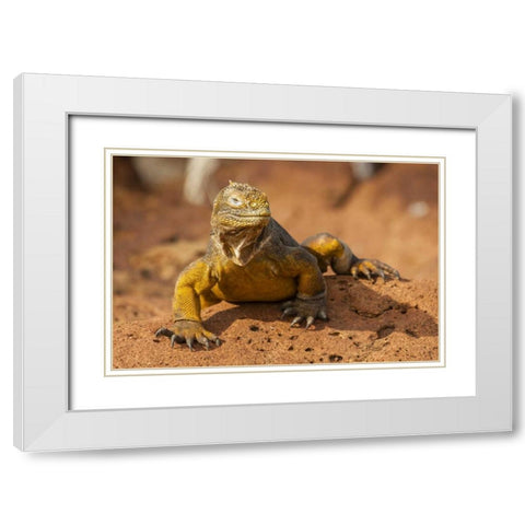Ecuador, Galapagos NP Close-up of land iguana White Modern Wood Framed Art Print with Double Matting by Illg, Cathy and Gordon