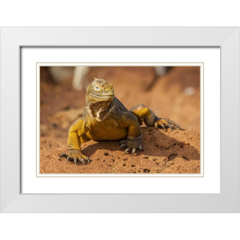 Ecuador, Galapagos NP Close-up of land iguana White Modern Wood Framed Art Print with Double Matting by Illg, Cathy and Gordon