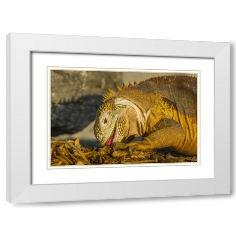 Ecuador, Galapagos NP Close-up of land iguana White Modern Wood Framed Art Print with Double Matting by Illg, Cathy and Gordon