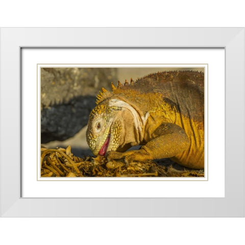 Ecuador, Galapagos NP Close-up of land iguana White Modern Wood Framed Art Print with Double Matting by Illg, Cathy and Gordon