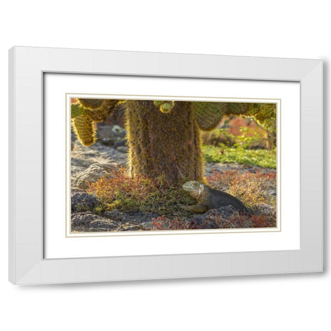 Ecuador, Galapagos NP Land iguana and cactus White Modern Wood Framed Art Print with Double Matting by Illg, Cathy and Gordon