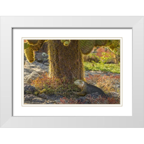 Ecuador, Galapagos NP Land iguana and cactus White Modern Wood Framed Art Print with Double Matting by Illg, Cathy and Gordon