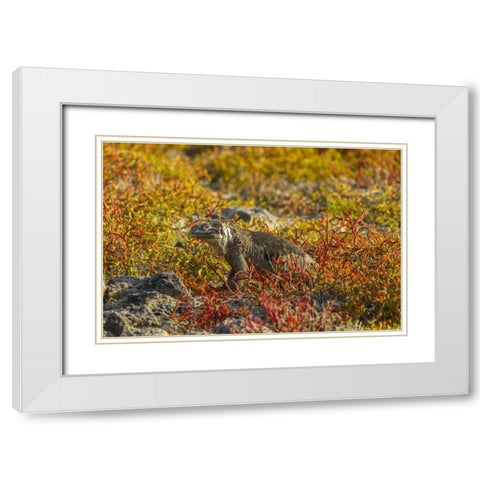 Ecuador, Galapagos NP Land iguana in vegetation White Modern Wood Framed Art Print with Double Matting by Illg, Cathy and Gordon