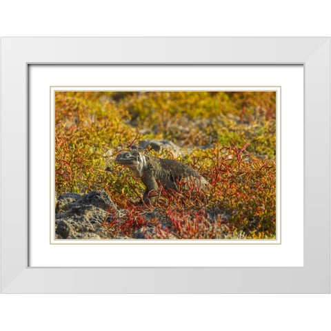 Ecuador, Galapagos NP Land iguana in vegetation White Modern Wood Framed Art Print with Double Matting by Illg, Cathy and Gordon
