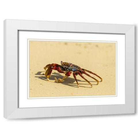 Ecuador, Galapagos NP Sally light foot crab White Modern Wood Framed Art Print with Double Matting by Illg, Cathy and Gordon