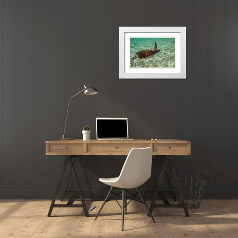 Ecuador, Galapagos NP Green sea turtle White Modern Wood Framed Art Print with Double Matting by Illg, Cathy and Gordon
