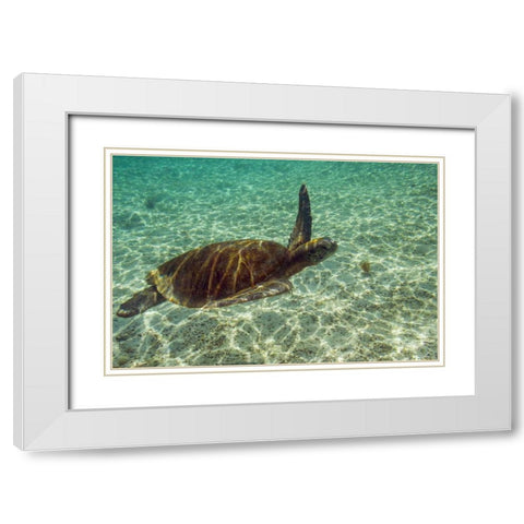 Ecuador, Galapagos NP Green sea turtle White Modern Wood Framed Art Print with Double Matting by Illg, Cathy and Gordon