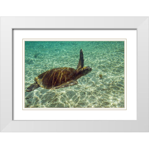 Ecuador, Galapagos NP Green sea turtle White Modern Wood Framed Art Print with Double Matting by Illg, Cathy and Gordon