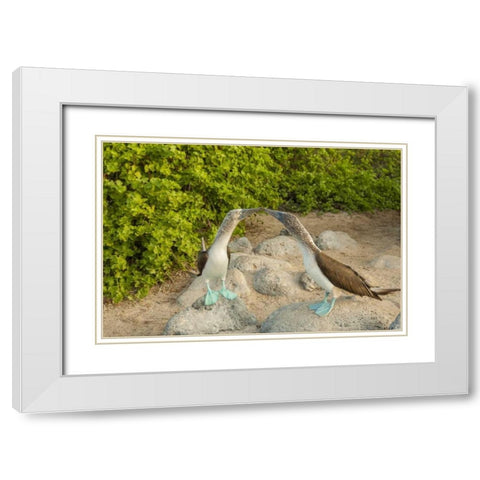 Ecuador, Galapagos NP Blue-footed booby pair White Modern Wood Framed Art Print with Double Matting by Illg, Cathy and Gordon