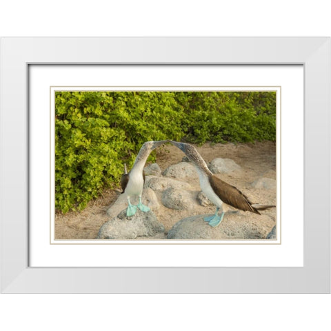 Ecuador, Galapagos NP Blue-footed booby pair White Modern Wood Framed Art Print with Double Matting by Illg, Cathy and Gordon