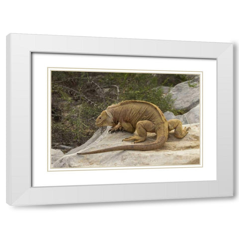 Ecuador, Galapagos NP Land iguana on boulder White Modern Wood Framed Art Print with Double Matting by Illg, Cathy and Gordon