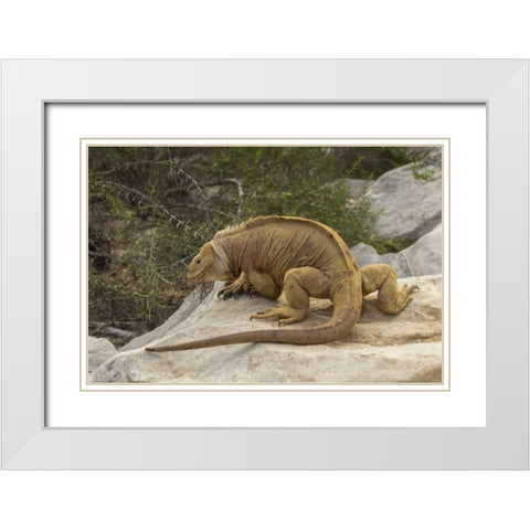 Ecuador, Galapagos NP Land iguana on boulder White Modern Wood Framed Art Print with Double Matting by Illg, Cathy and Gordon