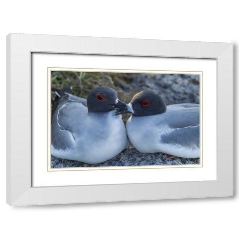 Ecuador, Galapagos NP Swallow-tailed gull pair White Modern Wood Framed Art Print with Double Matting by Illg, Cathy and Gordon